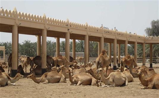 National Research Centre on Camel – Bikaner
